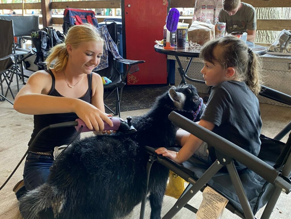 Taylee clipping her goat